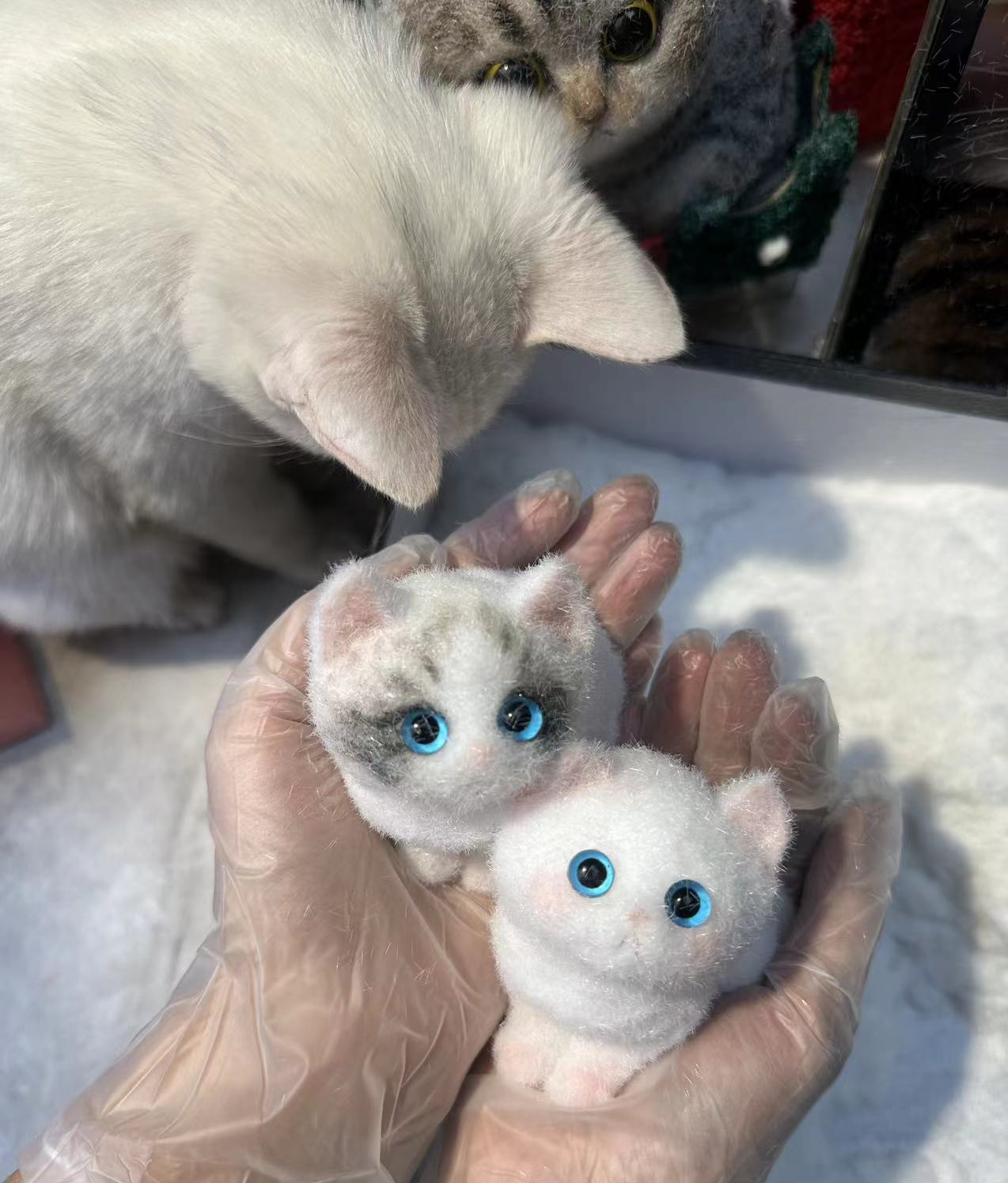 A16:Pretty Blue-eyed Ragdoll Kitten