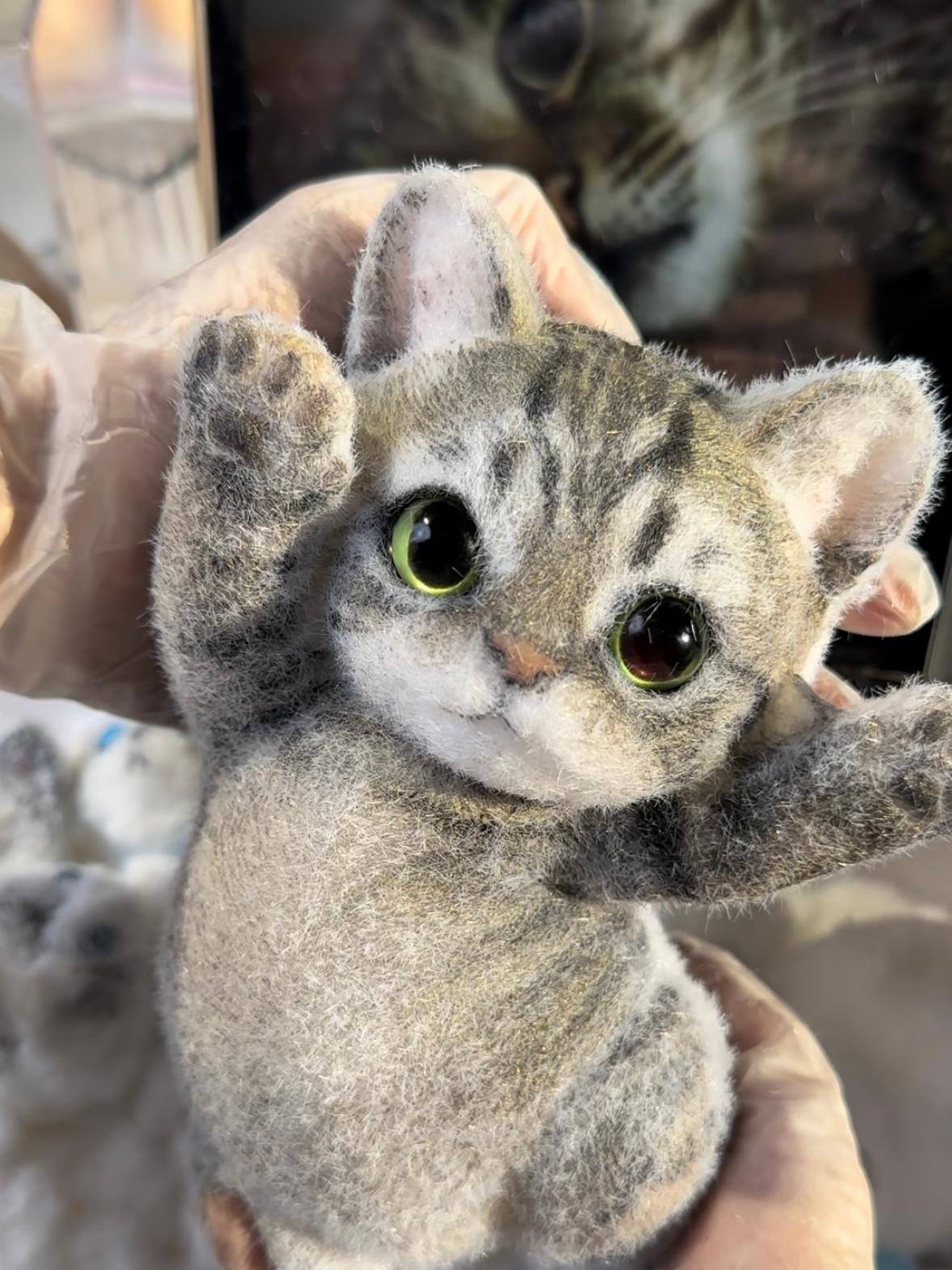 B02:A Squishy Cat With Green Eyes And Black Paws(Blackclaw)