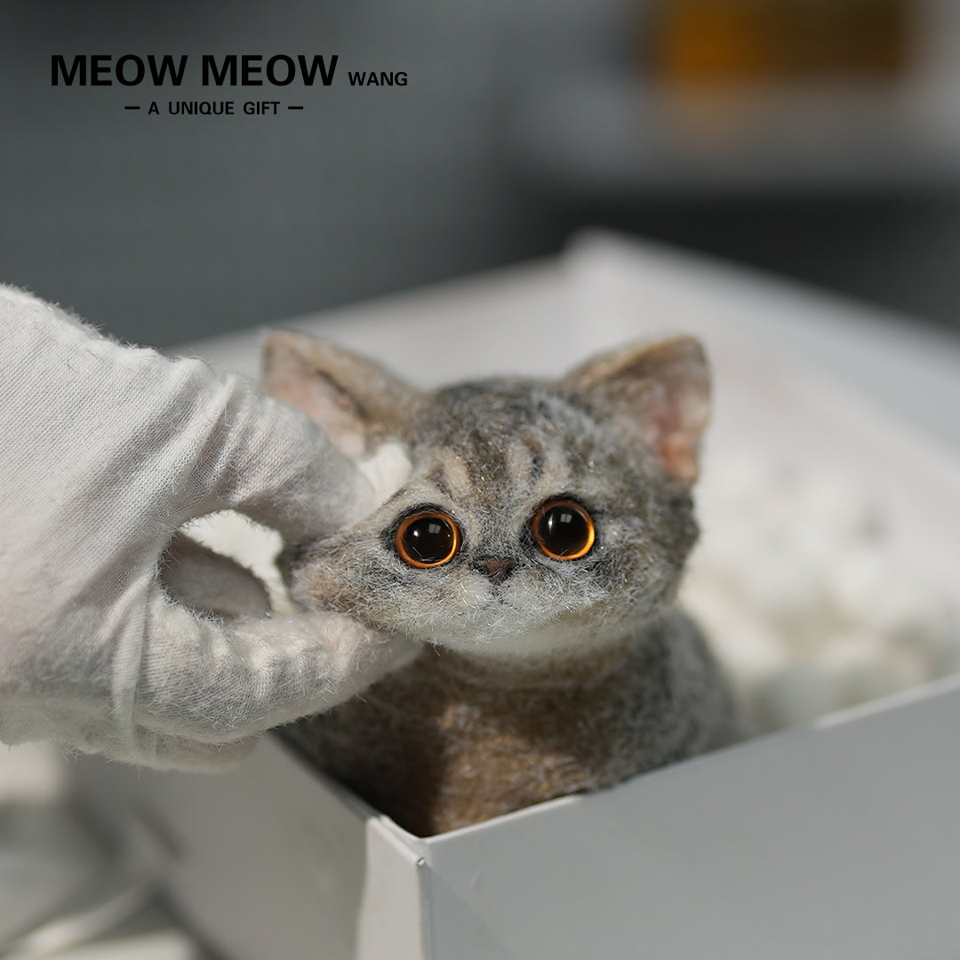 B08:Cute new Abby cat