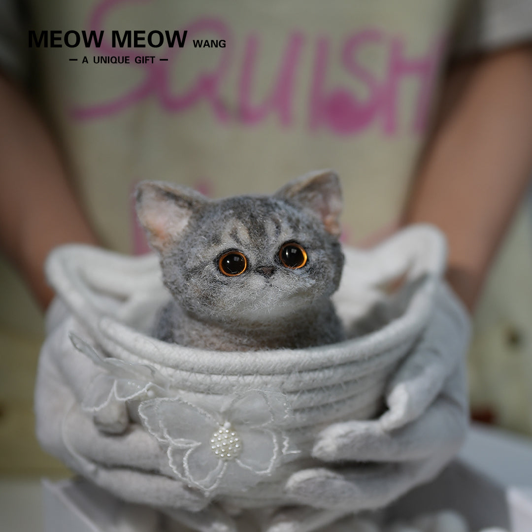 B08:Cute new Abby cat