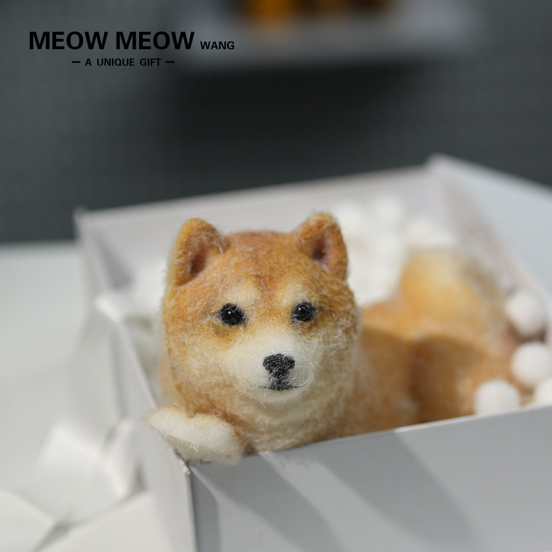 D004:Handsome Shiba Inu