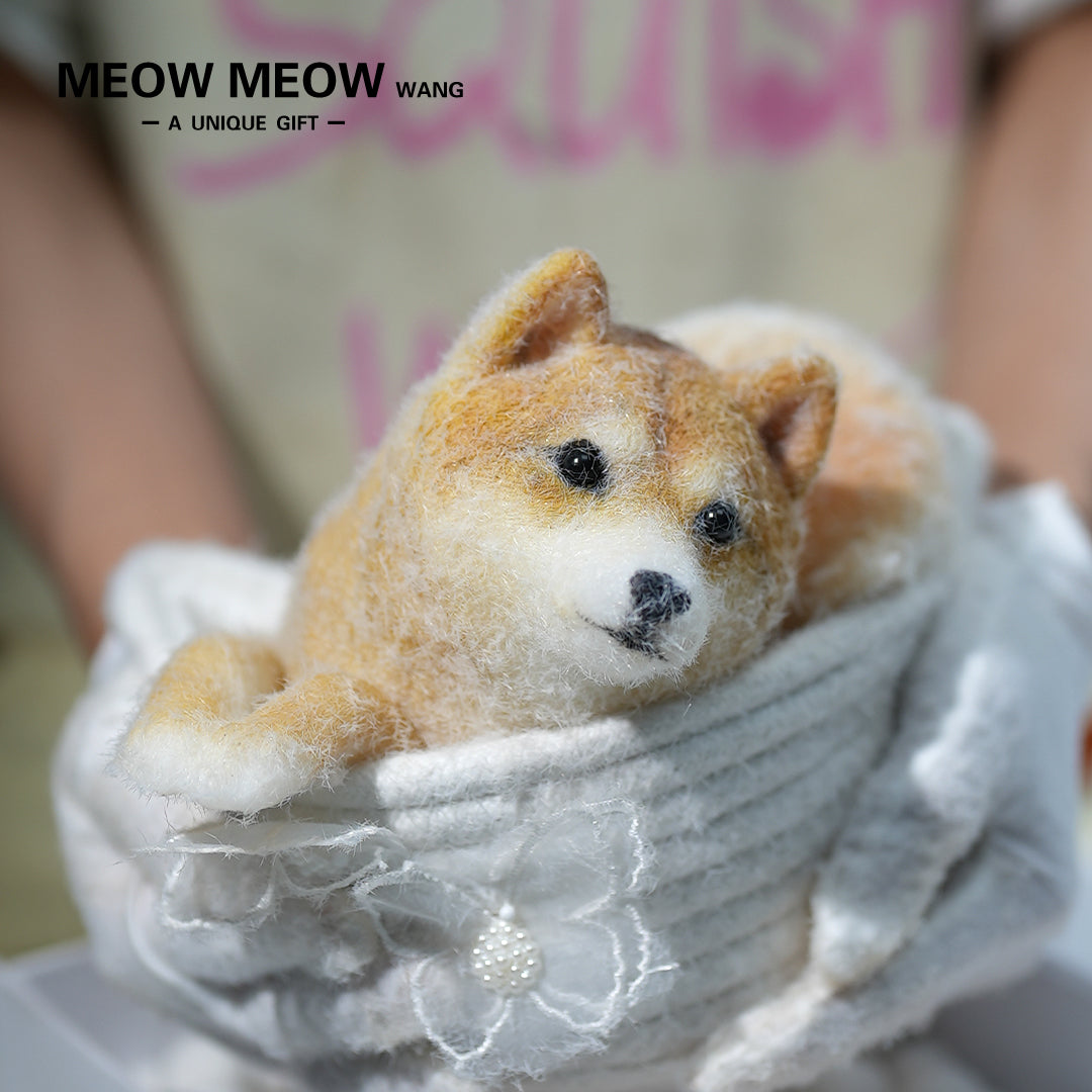 D004:Handsome Shiba Inu