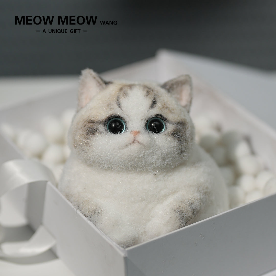 C14:Chubby, fluffy, black and white with pink nose Squishy Ragdoll cat