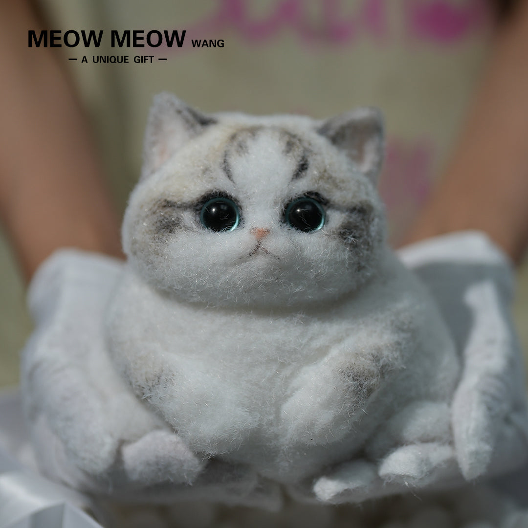 C14:Chubby, fluffy, black and white with pink nose Squishy Ragdoll cat
