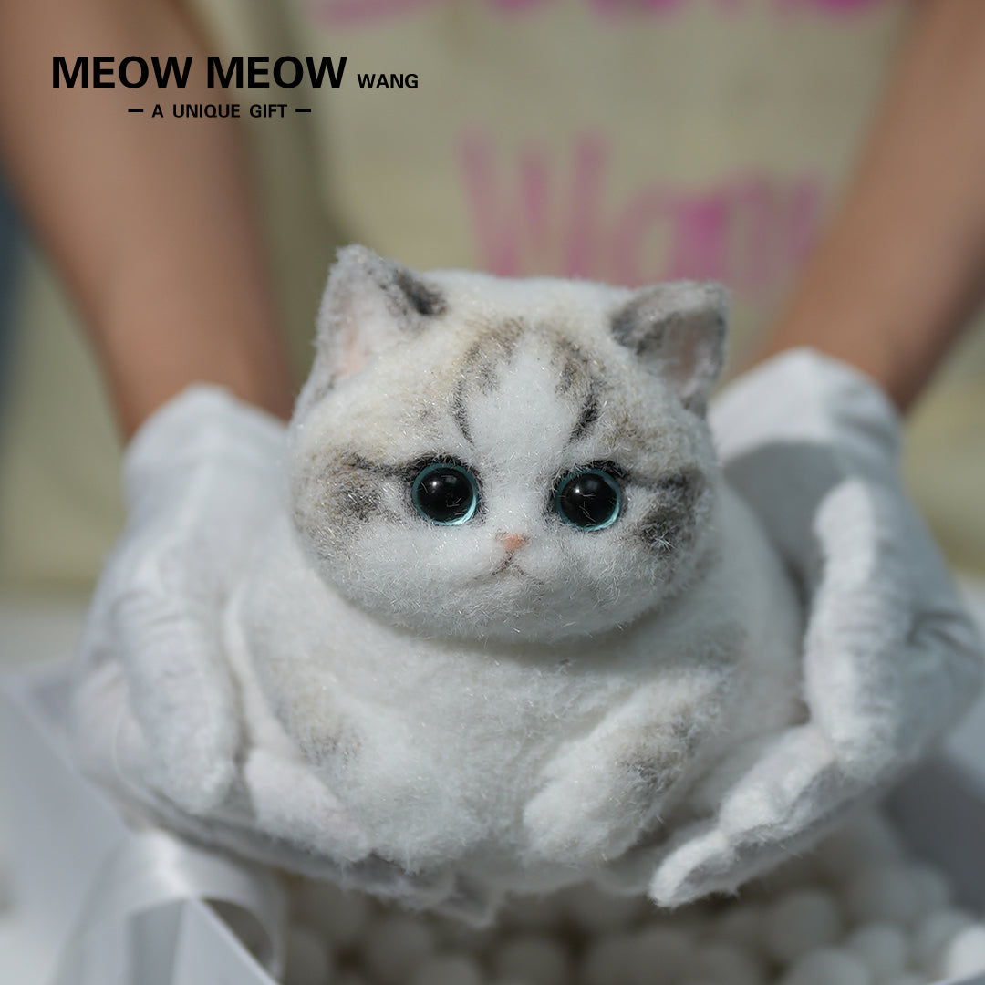 C14:Chubby, fluffy, black and white with pink nose Squishy Ragdoll cat