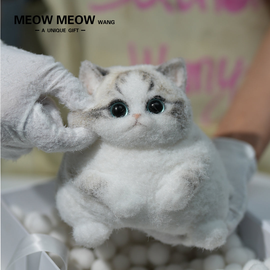 C14:Chubby, fluffy, black and white with pink nose Squishy Ragdoll cat