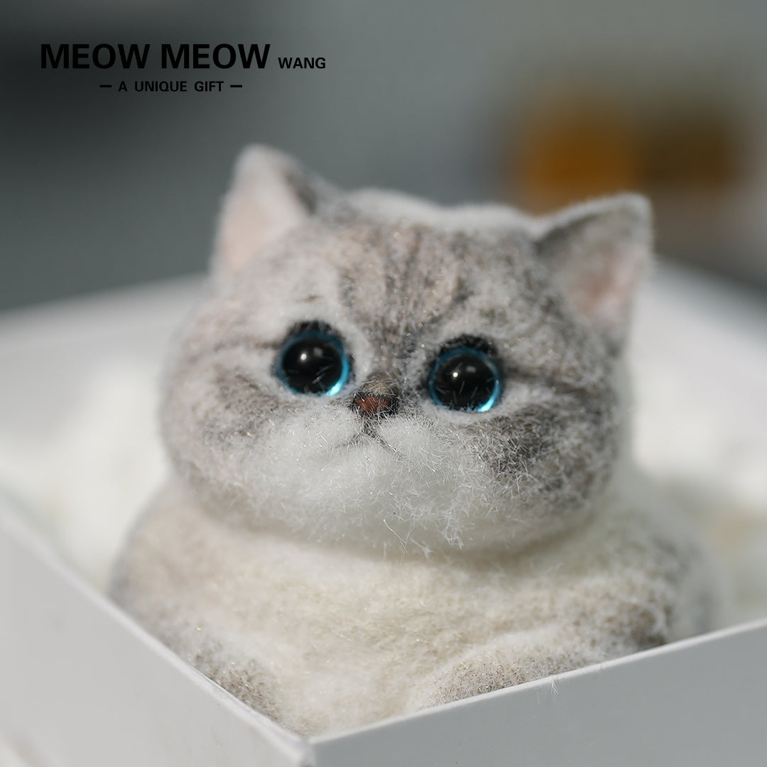 C11:What A Cute Chubby And Fluffy Finch Cat