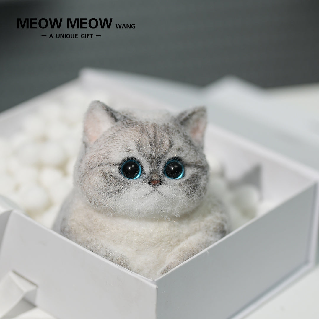 C11:What A Cute Chubby And Fluffy Finch Cat