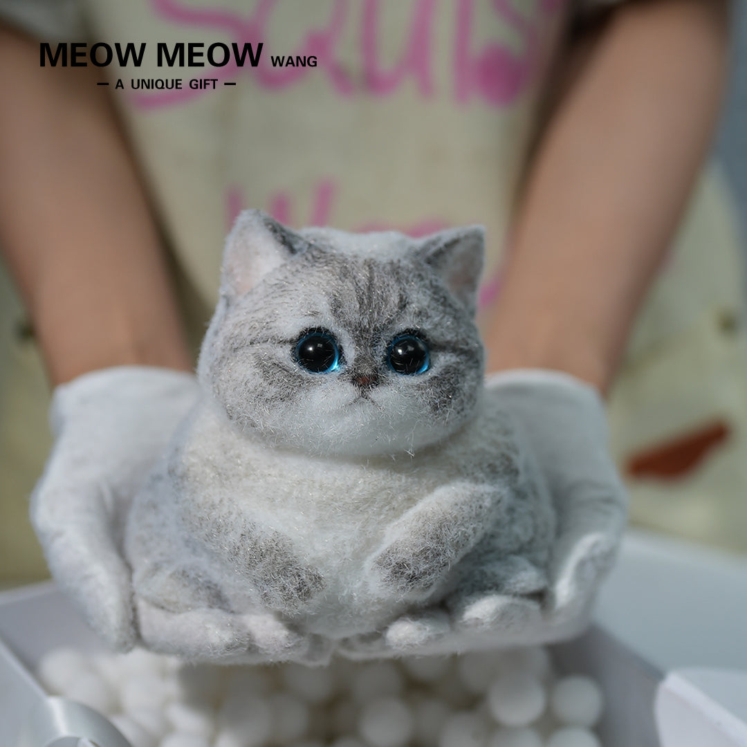 C11:What A Cute Chubby And Fluffy Finch Cat
