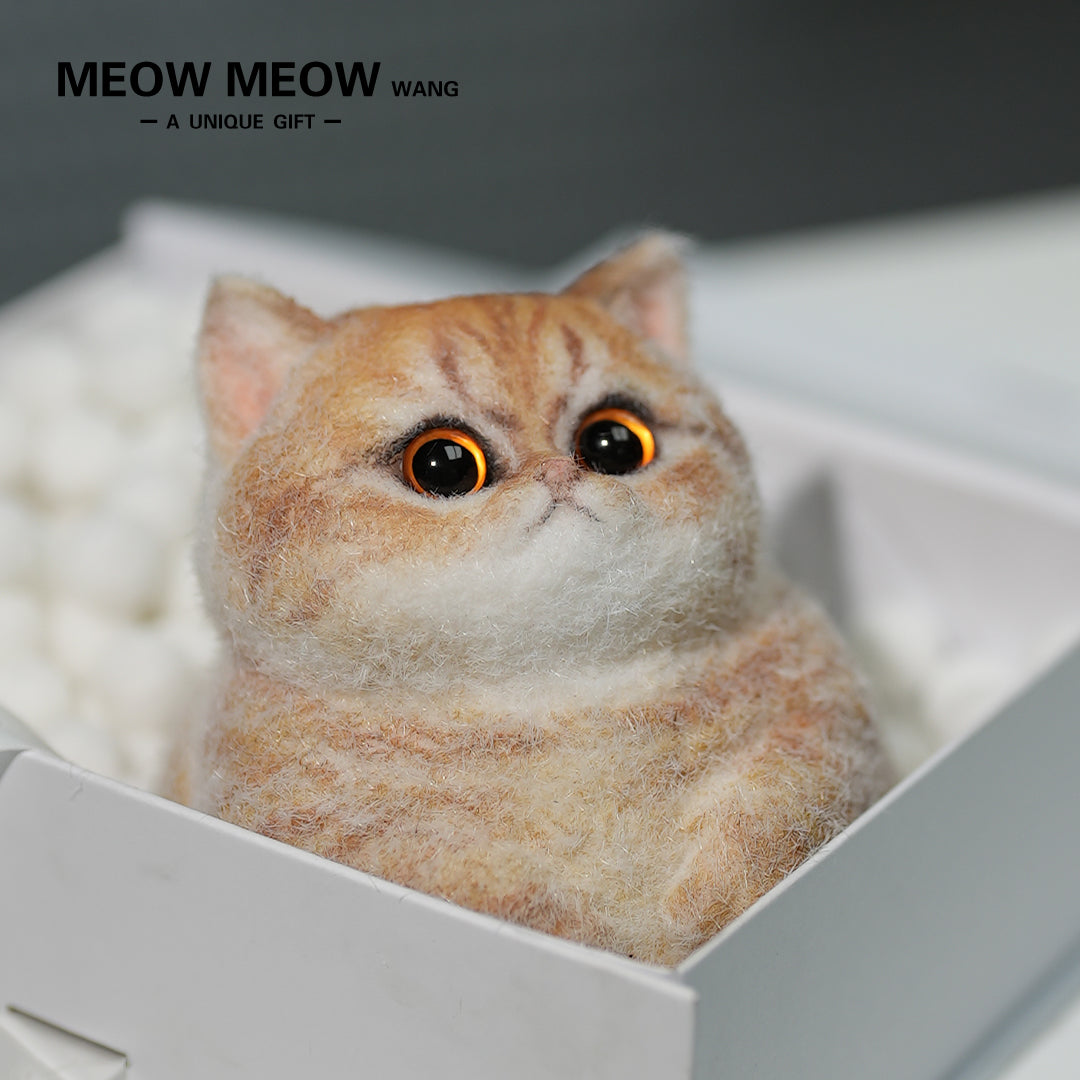 C13:Cute Angry Cat