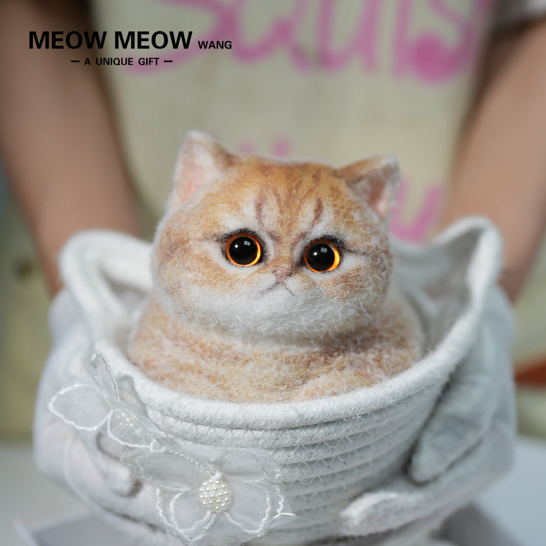 C13:Cute Angry Cat