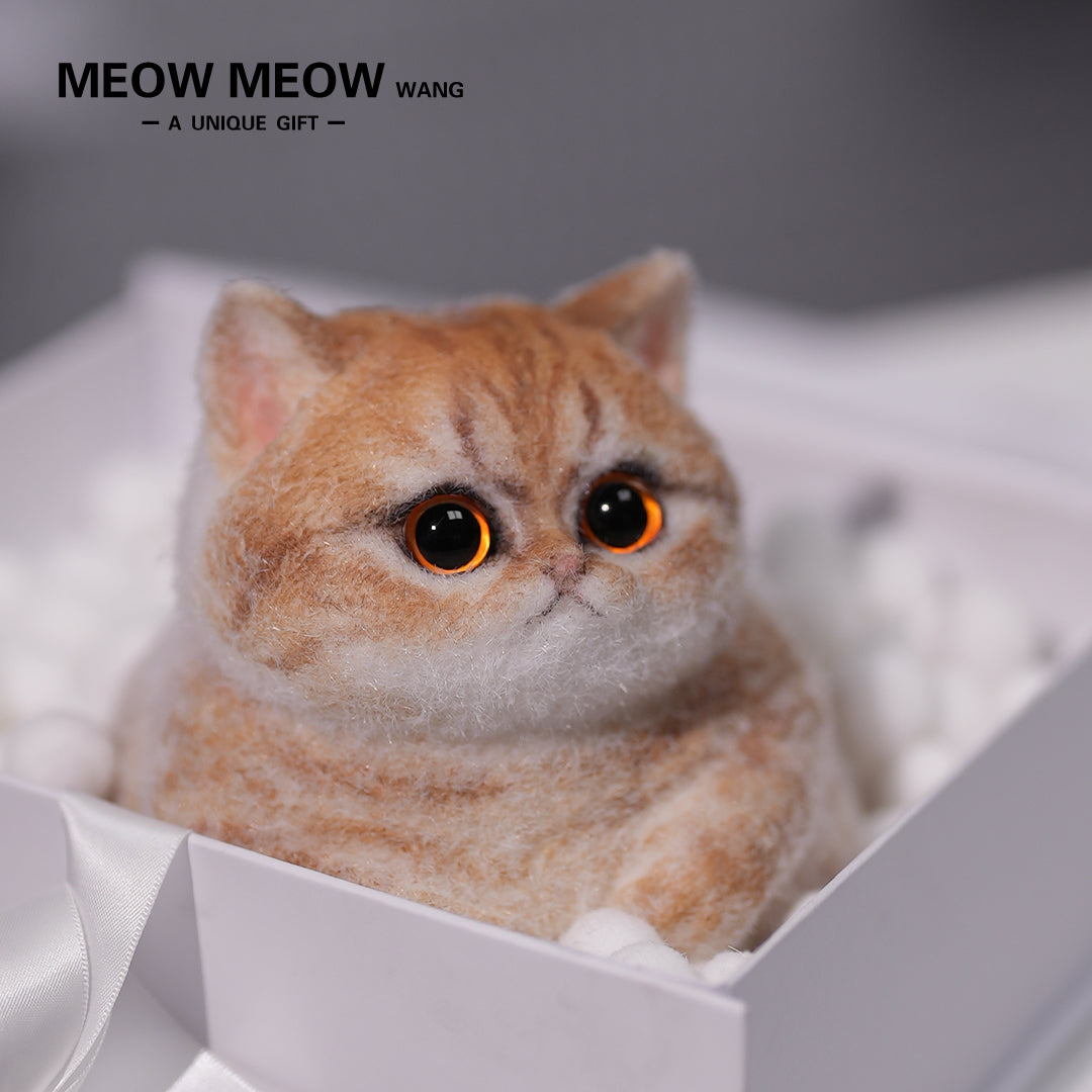 C13:Cute Angry Cat