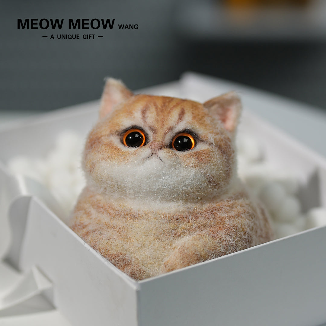C13:Cute Angry Cat