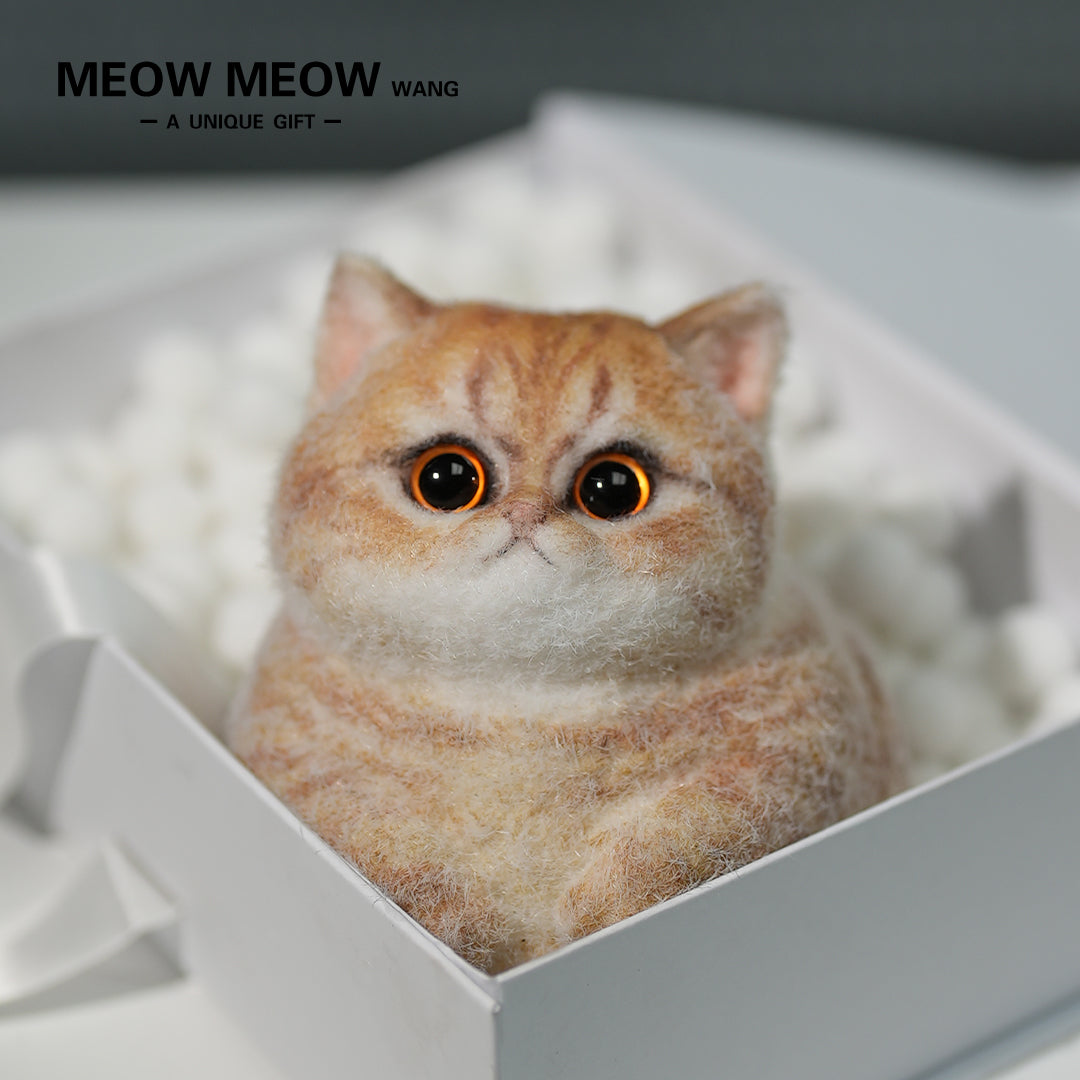 C13:Cute Angry Cat