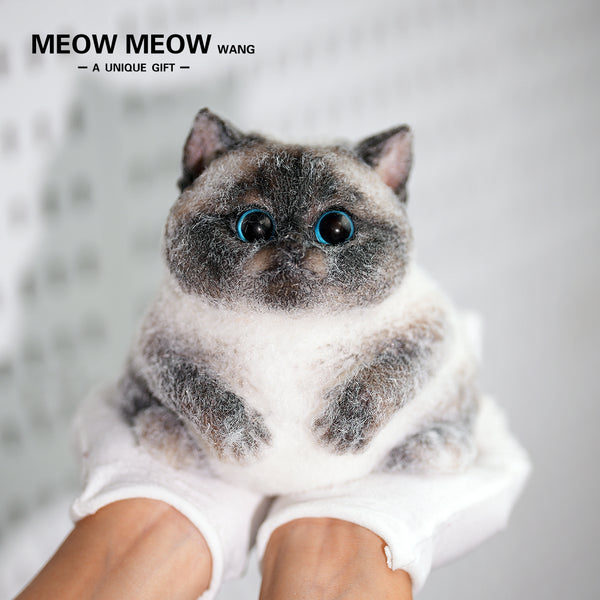 C31:New Siamese Cat With Dark Blue Eyes