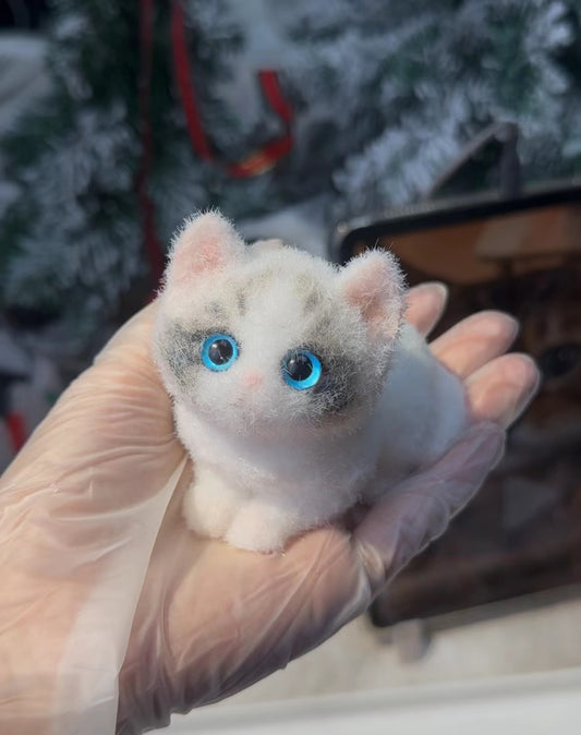 A16:Pretty Blue-eyed Ragdoll Kitten