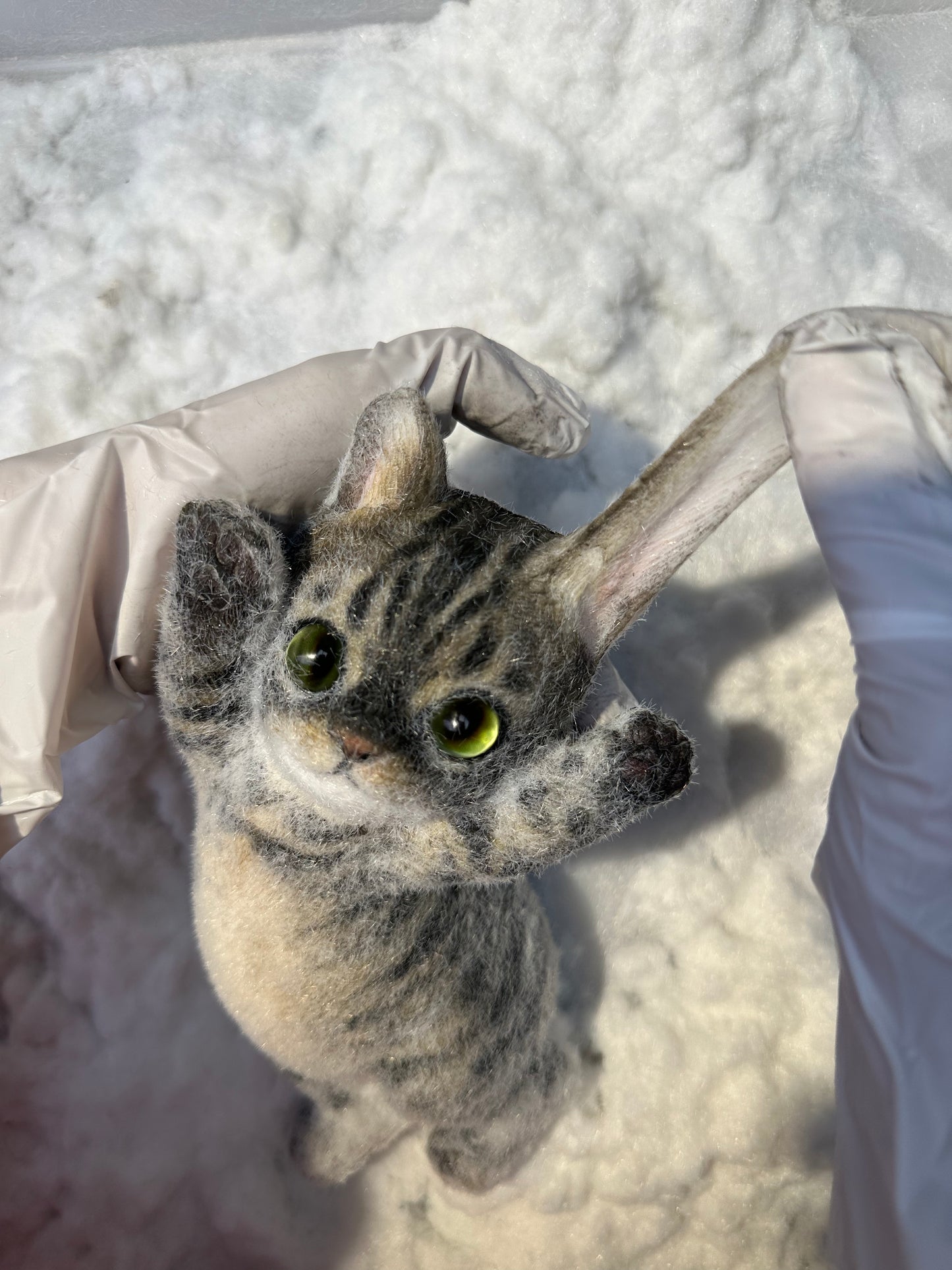 B12:Super Cute Fluffy And Sticky Kitten