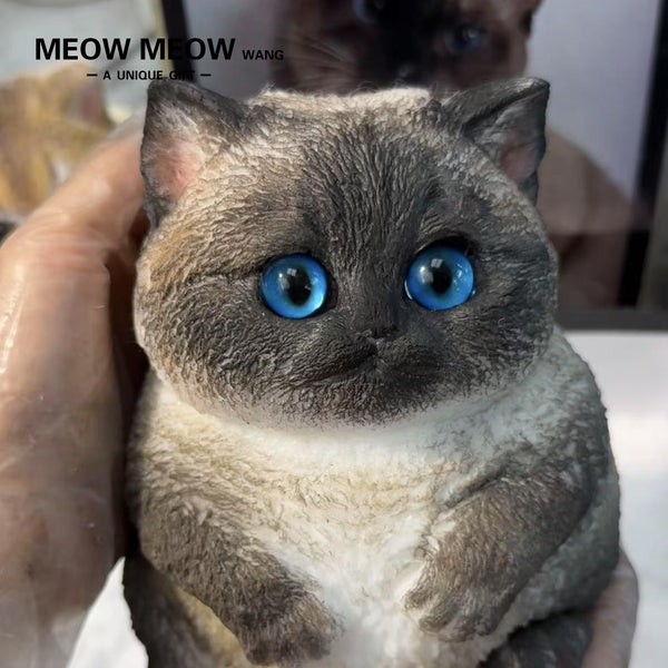 A17:Chubby Siamese Cat With Rare Eyes