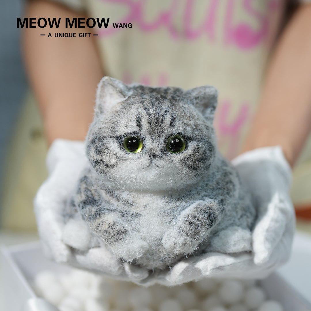 C10:Cute And Chubby Cat