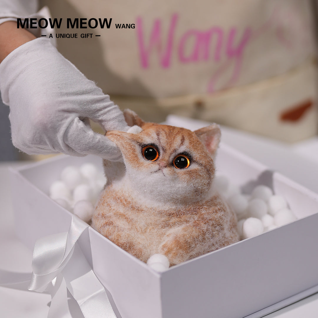 C13:Cute Angry Cat