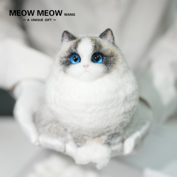 A12:Super Cute Chubby Long-haired Ragdoll Cat